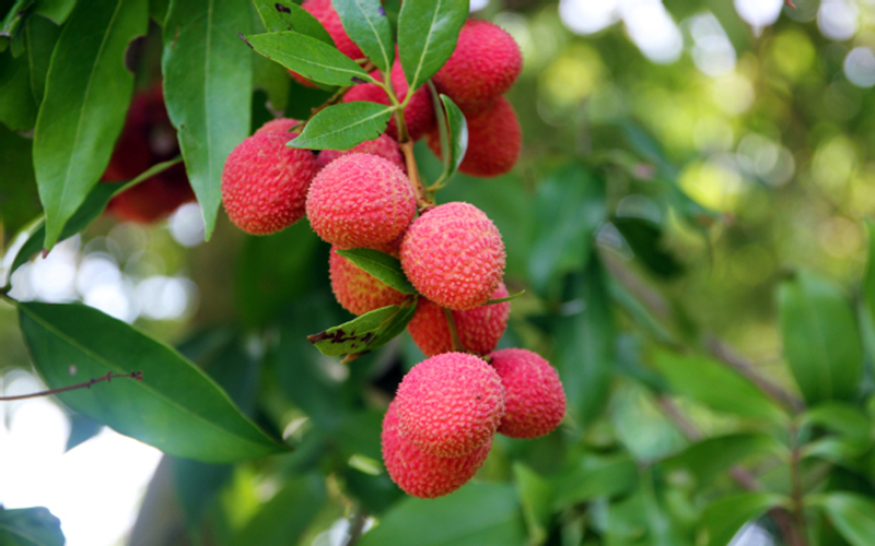 福州职业技术学院