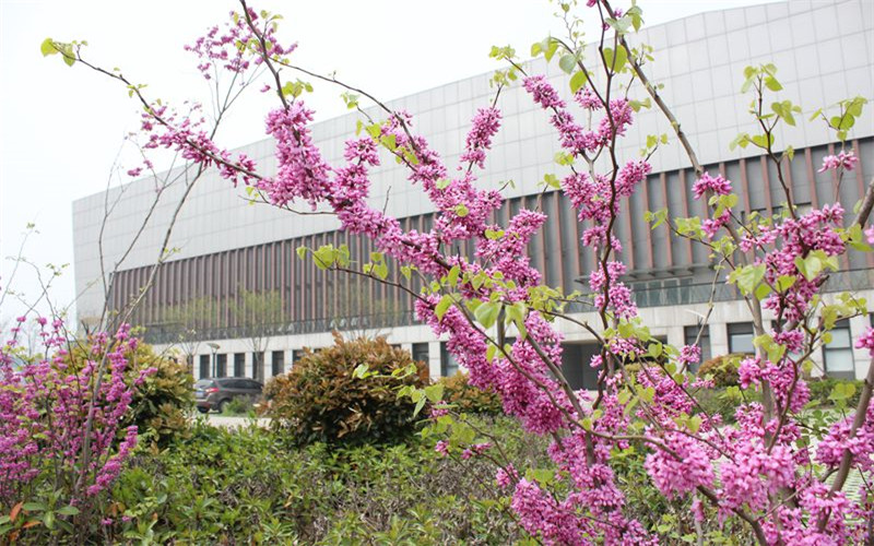 合肥大学