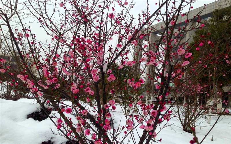 安徽广播影视职业技术学院