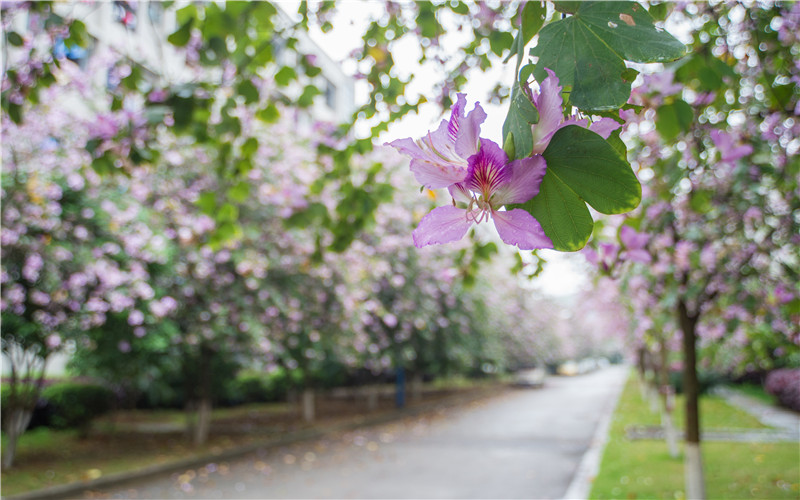 柳州铁道职业技术学院