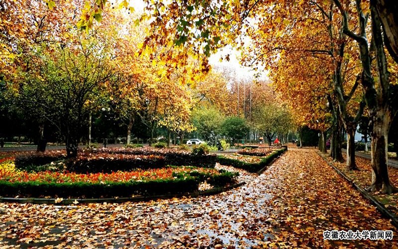安徽农业大学