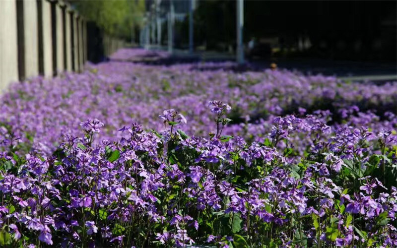 南京审计大学金审学院