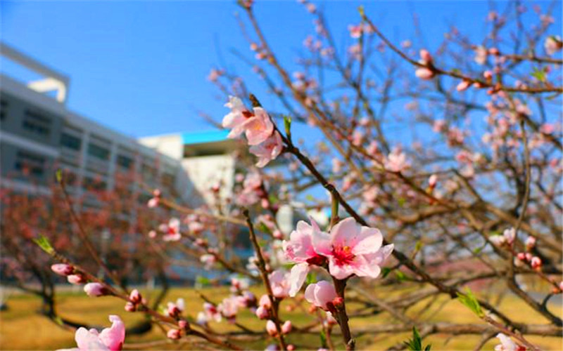 山东电子职业技术学院