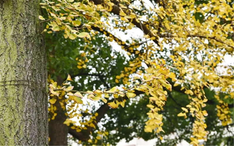 江阳城建职业学院