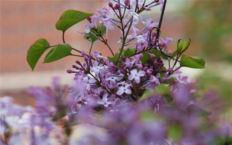 哈尔滨幼儿师范高等专科学校