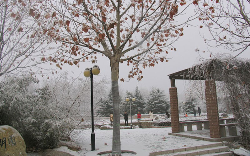 南开大学滨海学院