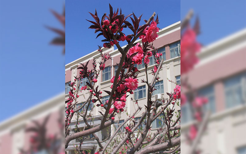 南开大学滨海学院