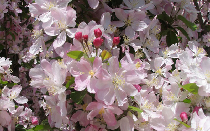 南开大学滨海学院