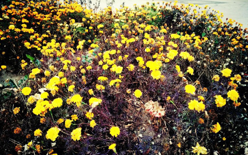 山西老区职业技术学院