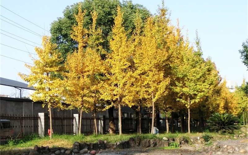 宜宾职业技术学院