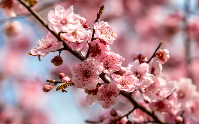 湖北城市建设职业技术学院