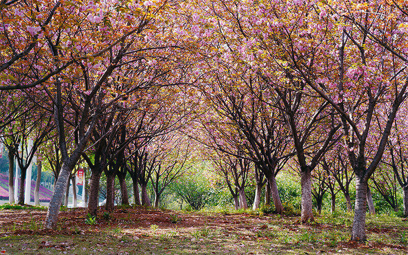 武汉软件工程职业学院
