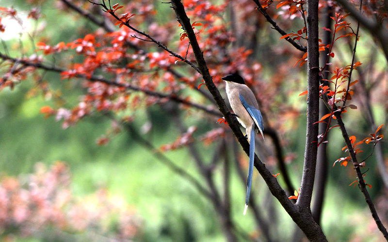 武汉软件工程职业学院