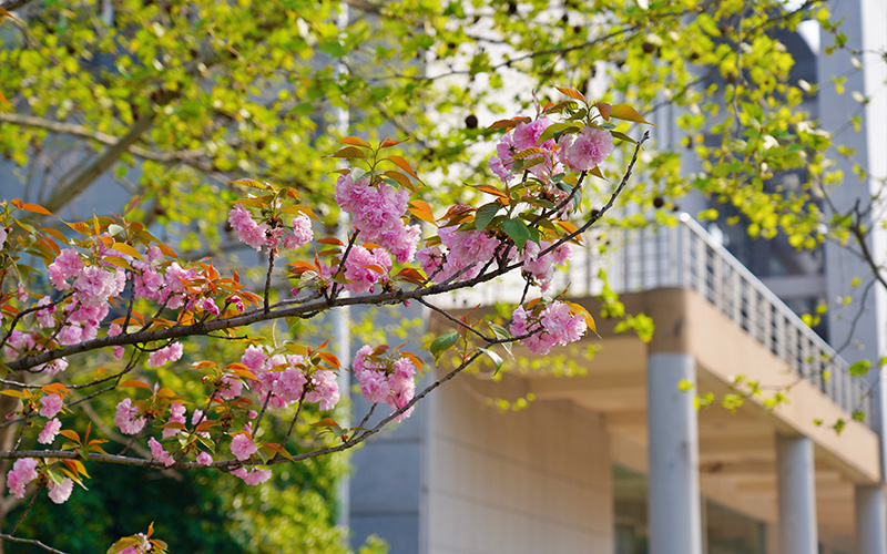 武汉软件工程职业学院