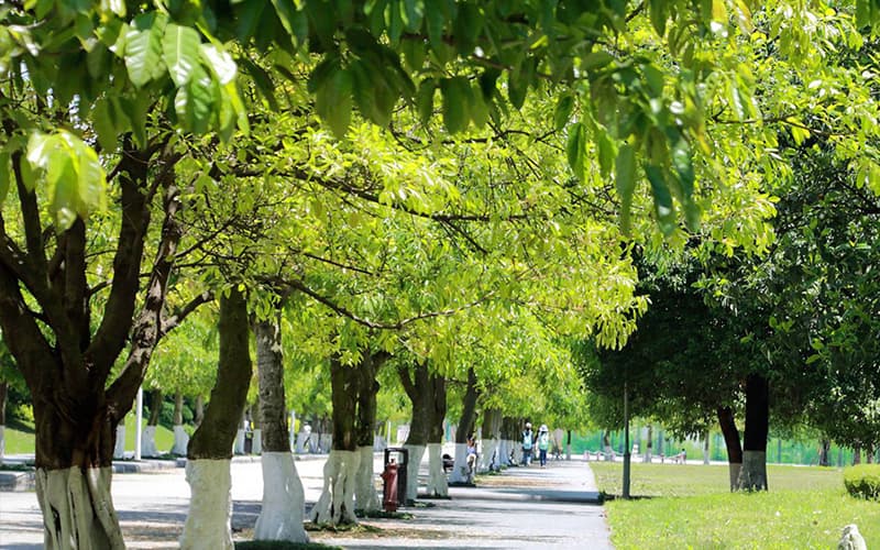 四川大学锦江学院