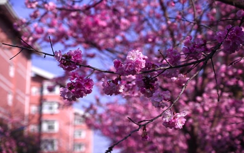 保山中医药高等专科学校