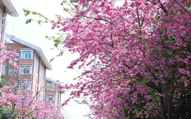 保山中医药高等专科学校