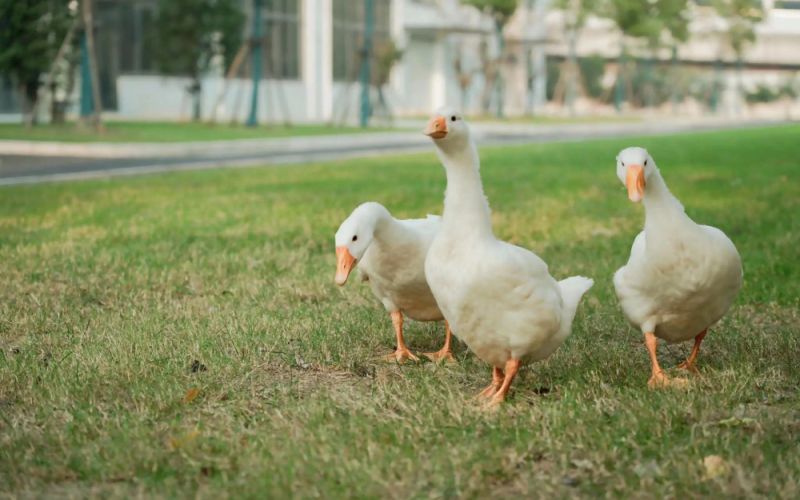 上海闵行职业技术学院