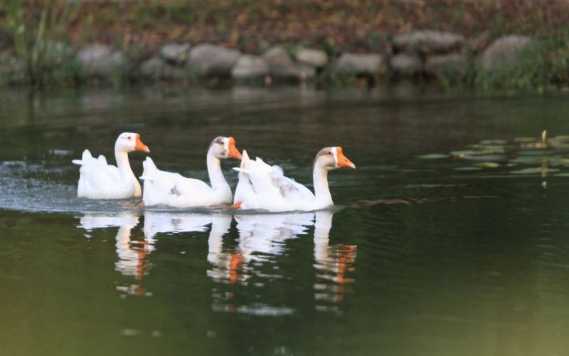 上海闵行职业技术学院