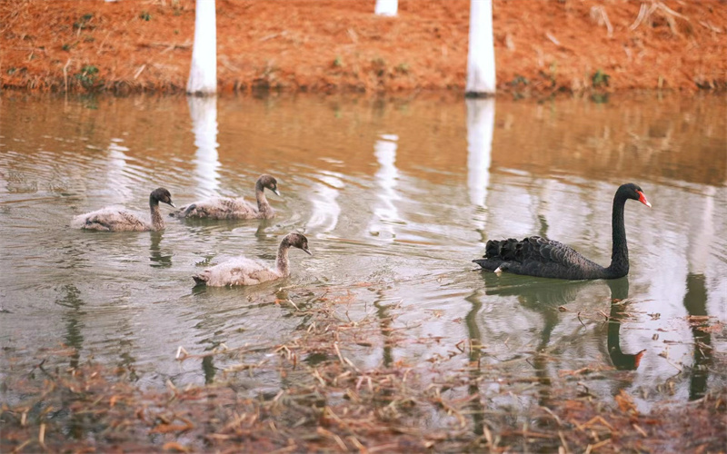 南京师范大学中北学院