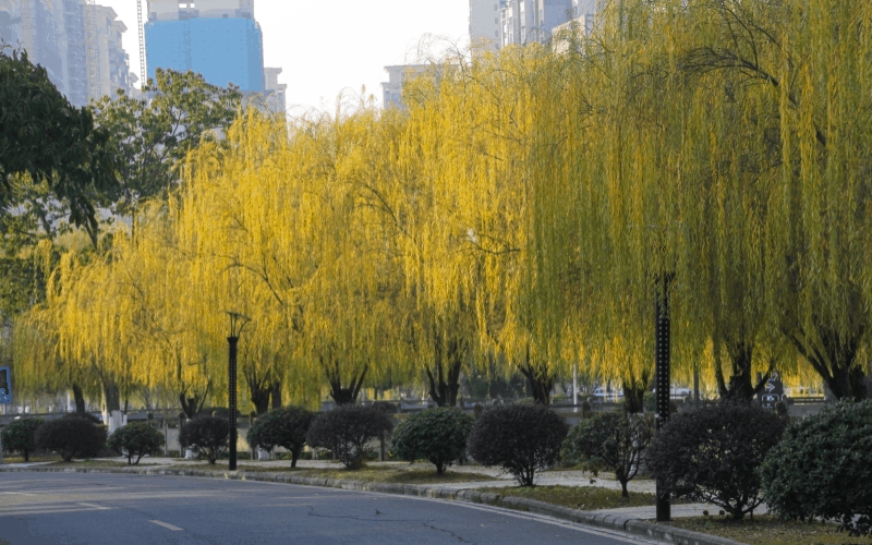 德阳科贸职业学院