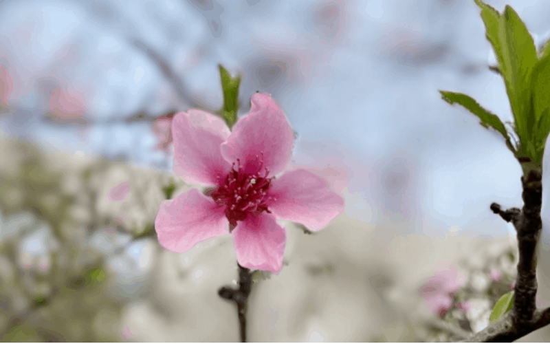 德阳科贸职业学院