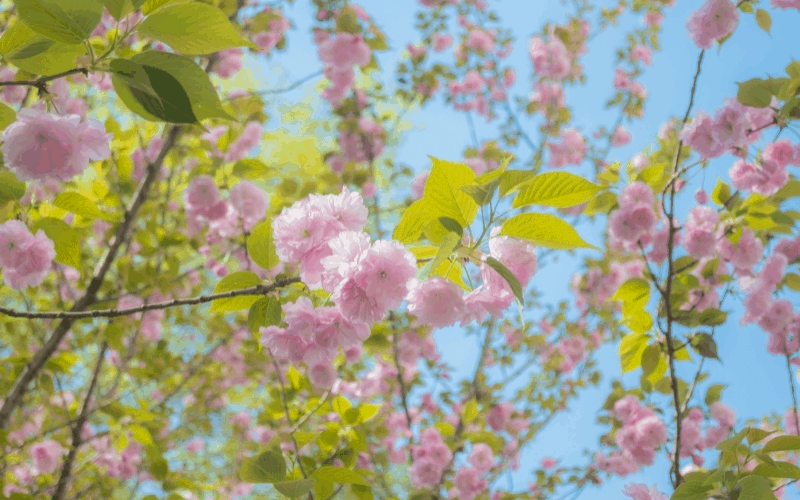 德阳科贸职业学院