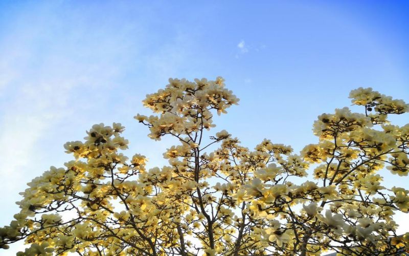 聊城职业技术学院