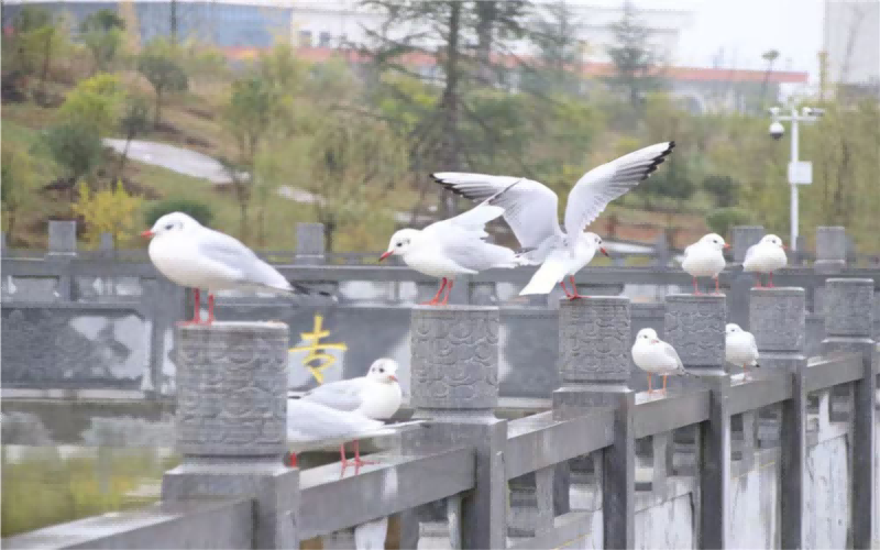毕节幼儿师范高等专科学校