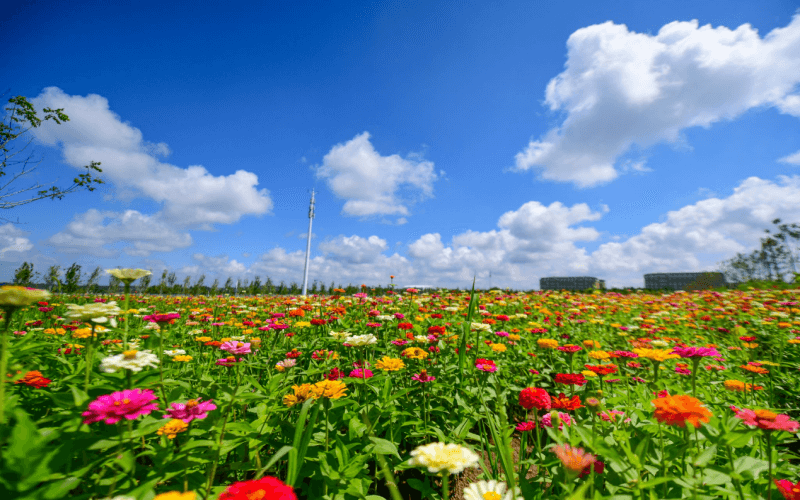 长春金融高等专科学校