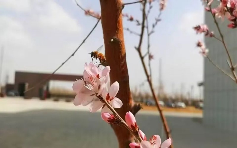 新疆生产建设兵团兴新职业技术学院