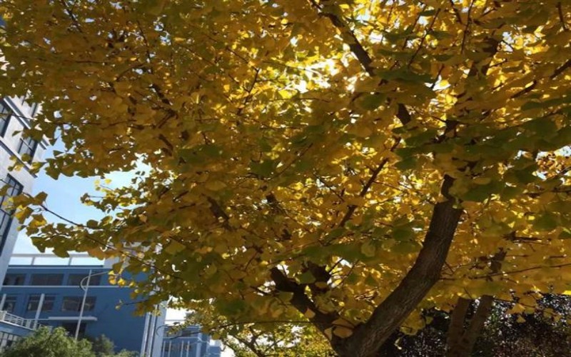 宿迁幼儿师范高等专科学校