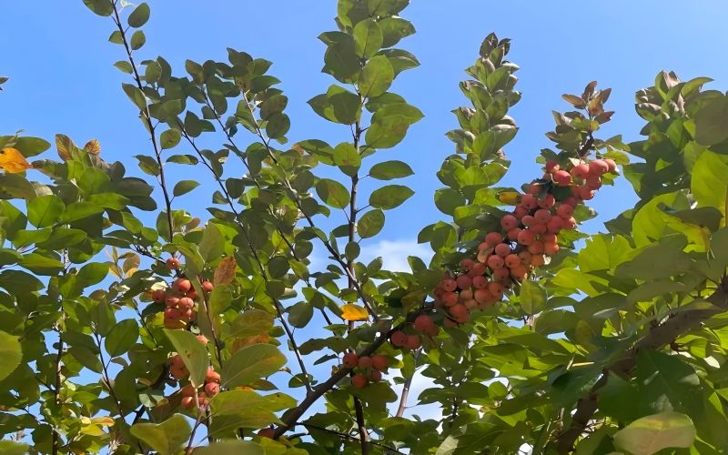 石家庄理工职业学院