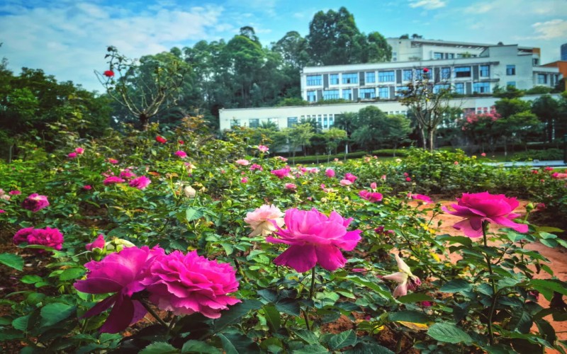 深圳城市职业学院