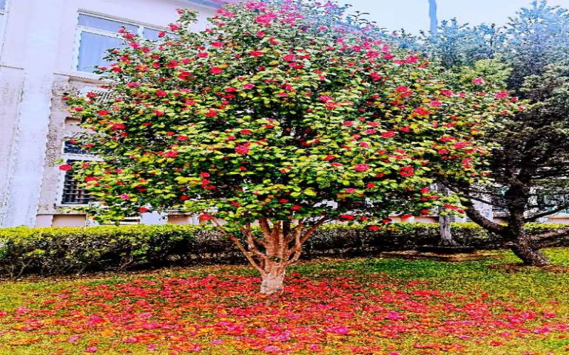 上海工商职业技术学院