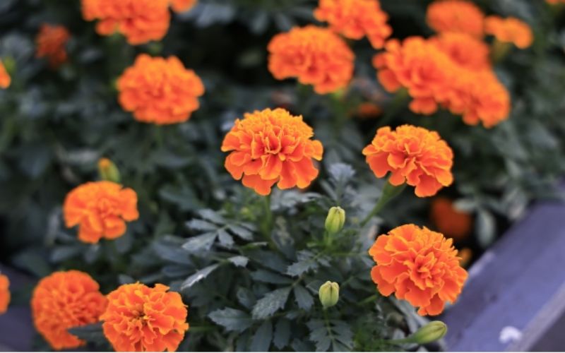 上海工商职业技术学院