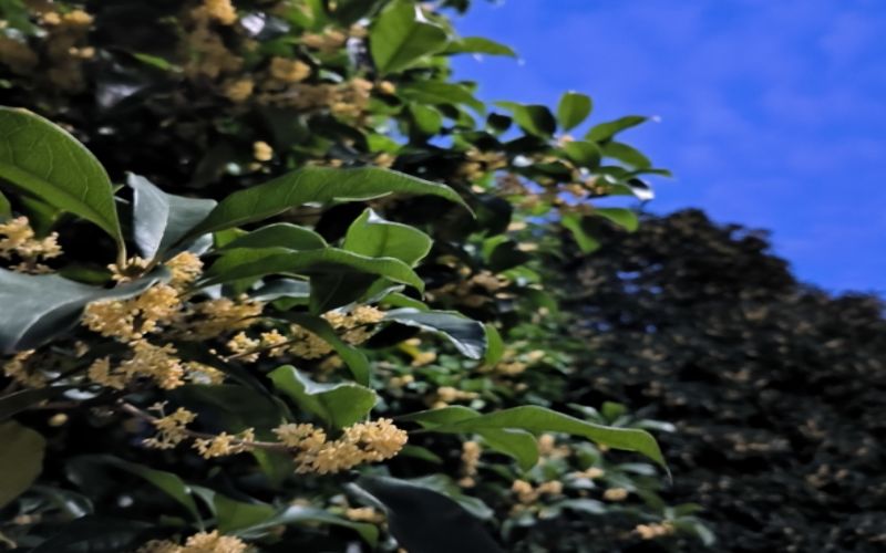 上海工商职业技术学院