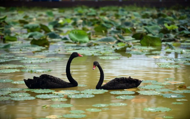 深圳城市职业学院