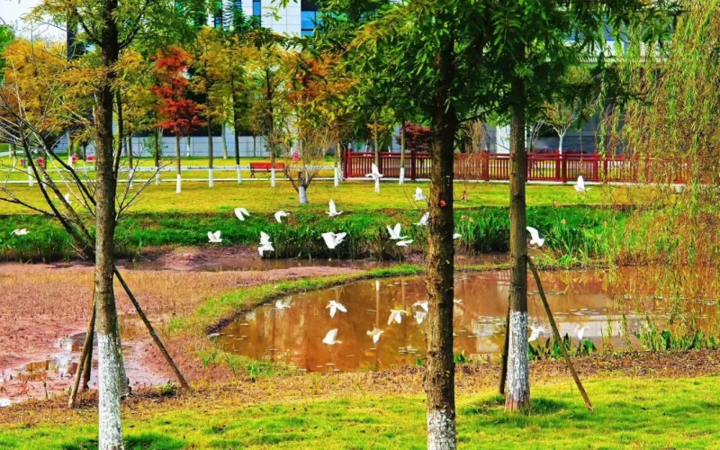 资阳口腔职业学院