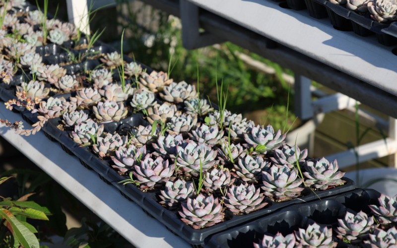 福建农业职业技术学院