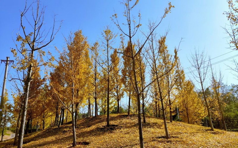 湖北健康职业学院