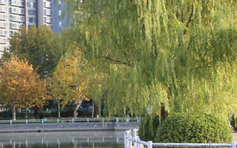 周口职业技术学院