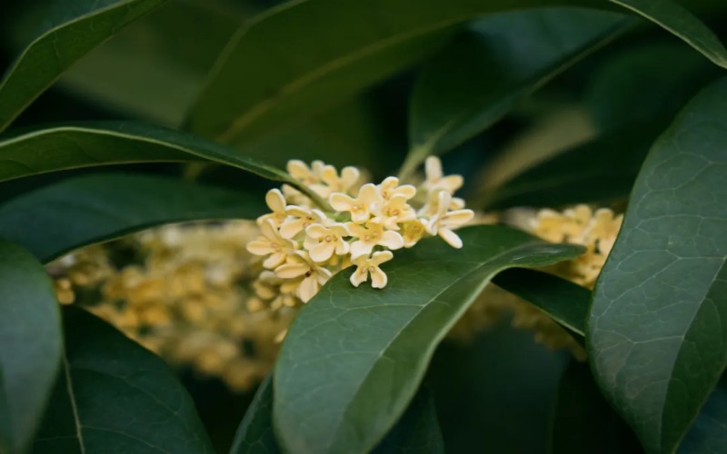 上海应用技术大学
