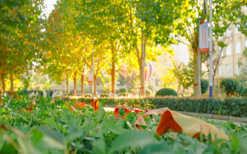 周口城市职业学院